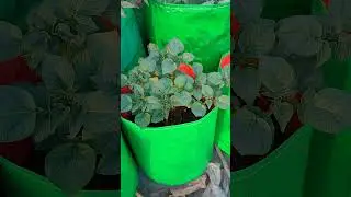 my mini potato farm😍#youtubeshorts #farming#gardening  #potato