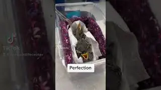 The way these babies eat- perfection #animalrescue #wildlifecenter #wildliferehabilitation