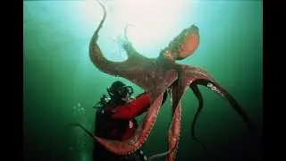 What happened to the Octopus that predicted Japan winning 2018 World Cup