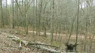 Echo Timberwolf and Bauer 35 pound demolition hammer to clear up road. #demolitiontools 