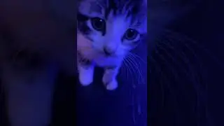 Quanta tenerezza fra mamma e bimba 😻😻🐈&zwj;⬛🐈&zwj;⬛