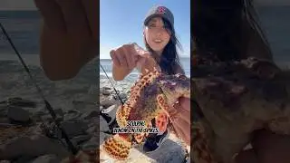 Sculpin A.K.A. California Scorpion Fish #fishing #fishingdaily #fishinggirl #scorpionfish #socalfish