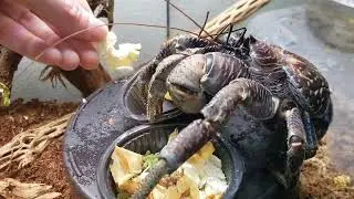Coconut crab takes popcorn from my hand