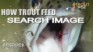 HOW TROUT FEED - The Search Image