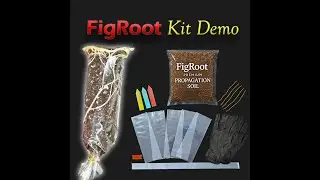 Root Fig Cuttings Fast: Step-by-Step Guide using FigRoot&trade; Kit