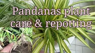Pandanas plant care and repotting #pandanas #screwpine