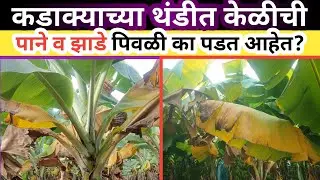 कडाक्याच्या थंडीत केळीची पाने व झाडे पिवळी का पडत आहेत? frost warning ⚠️ थंडीत केळी व्यवस्थापन | 