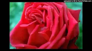 Spanish Roses