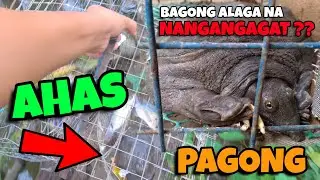 NAKAHULI AKO NG KAKAIBANG PAGONG NA MAHABA ANG ULO AT MGA PAA | PWEDE KAYANG ALAGAAN? | AHAS PAGONG😱