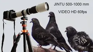 Probando Teleobjetivo JINTU 500-1000 mm con Palomas Bravías (Columba livia)