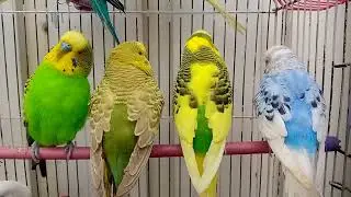 Australian beautiful bird's sounds 