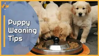 How to Wean Puppies onto Solid Food - Top Tips!