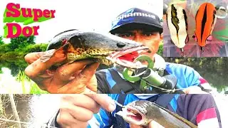 Soft frog orange & putih tepat untuk casting gabus di air yang kurang jernih || langsung Door