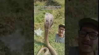 The Big 4 deadliest snakes