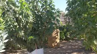 Небольшая панорама нашего сада...  Our orchard.
