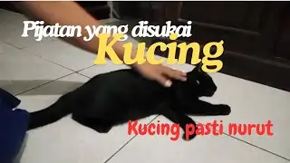 Cara Memijat Kucing | Pijatan Untuk Kucing @IcinTheCat