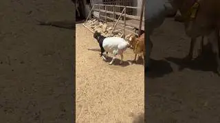 Sudani dumba chakki wala dumba nayab nasal #cow #mandi #dumba #chakkiwaladumba  #lamp #sheep