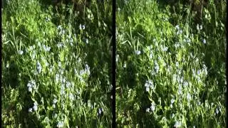 130426III Stereo 3D