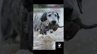 Hero Dog SAVES Cat From Rising Flood Waters! 😱🐕