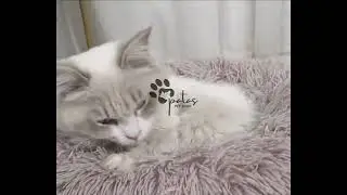 RelaxPet&trade;: Cama Redonda de Pel&uacute;cia para Pet Anti-Ansiedade