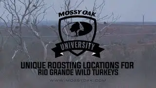 Rio Grande Wild Turkeys | Unique Roosting Locations