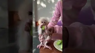 #monkey Duke #smart monkey