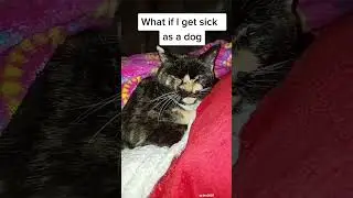 The Kitty Cat Chronicles continued