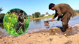 Berseem | Grass Kasht say Katai tak | Cultivation | Harvest