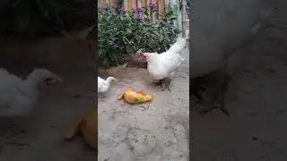 #shorts #whitehen #amazingshorts #amazinghen #papayaeating #henpapayaeating #whitehen #littlehen