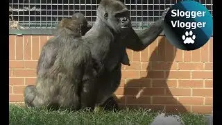 Gorilla Lope Is Being A Little Rascal  - But We Love Him