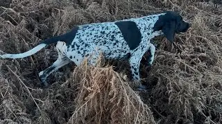 6 month old gsp- quartering stop and recall training 