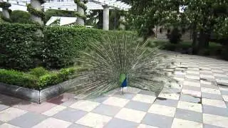 Peacocks in Parque del Retiro