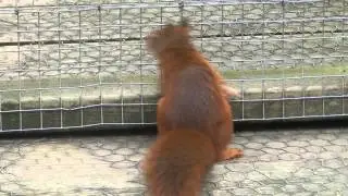red squirrel in captivity showing stereotyped behaviour
