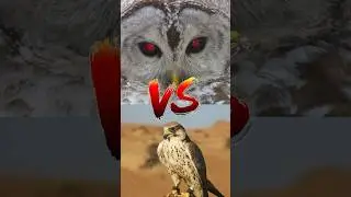 Owl vs Falcon &ndash; Night Vision vs Speed Demon #animals #wildlife #nature #facts