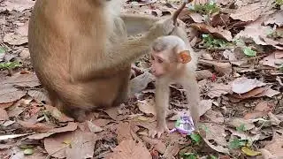 Abandoned Little Monkey NORI, Now Has Foster mother  And She's Enjoys Playing With Her