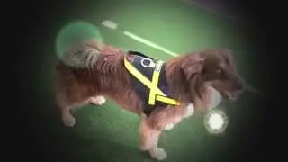 Neewa Utility Dog Harness