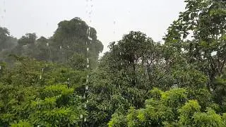 Amazingly Beautiful Light+Heavy Rain Sounds Daylight For Sleeping Relaxing UnEdit NoLoops