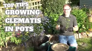How to Grow Clematis in Pots | Growing Clematis in Containers | Clematis Planting in Pots