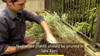 How to care for your English lavender