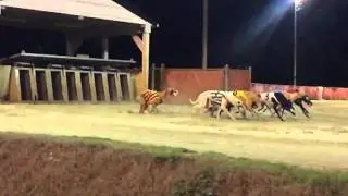 Slow Motion greyhounds at gate
