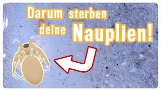 Triopsnauplien gestorben? 5 Gründe warum deine Triops in der ersten Lebenswoche sterben...