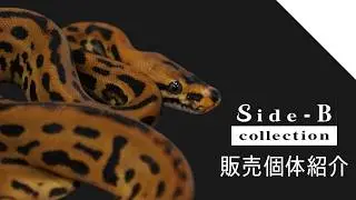 【Side-B Collection】販売個体紹介【ボールパイソン】
