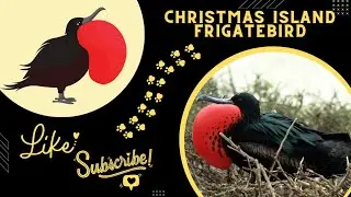 Christmas Island frigatebird amazing and rare bird#rare video #rarebirds