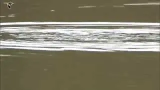 Pied-billed Grebe