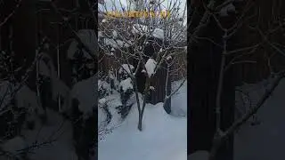 В кузнице QGARDEN открыт прием заказов на новую коллекцию  1 #садоводничество #дача