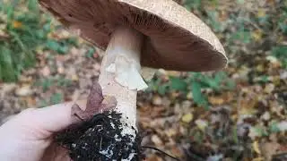 Identifying edible mushrooms : Agaricus augustus - The Prince.