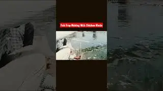 FISH TRAP MAKING WITH CHICKEN WASTE AMAZING SKILL #fishhunting #fishing #fishtrappingskills #shorts