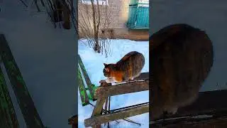 Кася точить нігті🐈&zwj;⬛ #cat #live