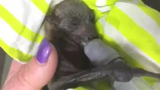 Premature baby flying-fox just born.  First breaths:  this is Quintessence (Q)