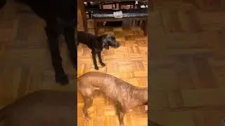Lana the Pudelpointer Setting up Challenges